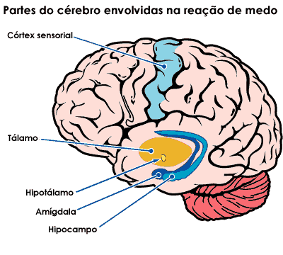 zonas do cerebro na reaçao do medo