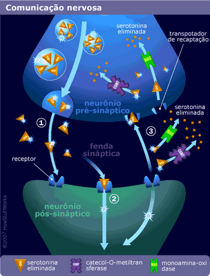 serotonina no cerebro